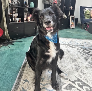 Team Page: Team Doodles